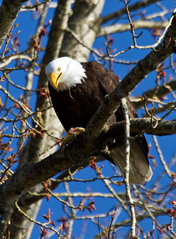 Bald Eagle Eating Fish